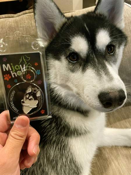 siberian-husky-black jp.jpg